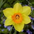 /album/fotogaleria/narcis-jpg1/