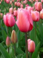 /album/fotogaleria/a220px-tulip-floriade-canberra-jpg2/