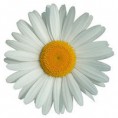 /album/fotogaleria/a250px-marguerite-1-jpg1/