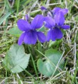 /album/fotogaleria/a640px-viola-odorata-garden-060402aw-jpg1/