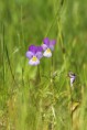 /album/fotogaleria/a320px-viola-tricolor-lc0041-jpg1/