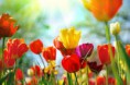 /album/fotogaleria/fototapety-kvety-tulipany-101-jpg-large-jpg/